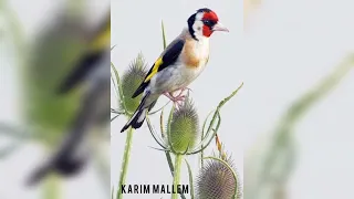 تغريد محتكر عالي المقامات دعوة لأمي المتوفية 