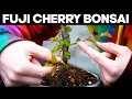 Refining a Fuji Cherry Bonsai Tree - Kojo-No-Mai