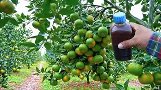 Acelera la FLORACIÓN de tus árboles frutales, ( fertilizante Orgánico ) super, 100: efectivo.