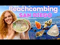 Seashells of San Diego Tidepools Turbans Tegulas SoCal Beachcombing