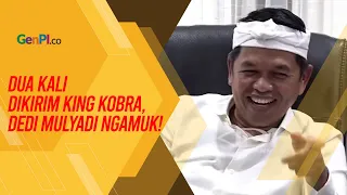 Sudah Dua Kali! Rumah Dedi Mulyadi Jadi Sasaran Kiriman King Kobra