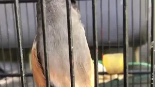 masteran cendet isian tengkek buto 2 versi