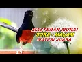 Lagu 🔴 LIVE 58 - Masteran Murai Batu malam Hari Full Isian Tembakan Kasar Bikin Murai Bongkar Isian