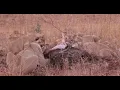 Download Lagu Alistair Finds New Lions at Lapalala Wilderness