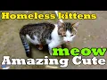 Free Kittens Near Me Because They Live On The Street Lucky Paws