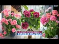 Download Lagu 9 Expert Tips for Growing Gorgeous Geraniums