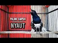 Download Lagu kacer gacor NGEPLONG tarung ini paling ampuh buat PANCINGAN KACER agar EMOSI NYAUT