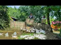 Download Lagu DAU \u0026 TU Hope for a bumper livestock season: Build Complete a Great New Home for the Ducks