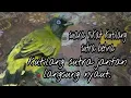 Suara Pikat Burung Kutilang Sutra Betina||masteran Kutilang sutra.
