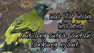 suara pikat burung kutilang sutra betina masteran kutilang sutra 