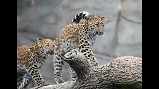 Brookfield Zoo's Amur Leopard Cubs Turn One