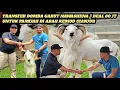 Download Lagu ADA HARGA ADA KUALITAS || DOMBA GARUT MEWAH DI BELI 80 JT UNTUK PAMIJAH