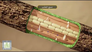 النقل في النباتات 