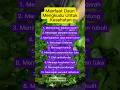 Download Lagu Manfaat Daun Mengkudu Untuk Kesehatan #manfaatdaunmengkudu