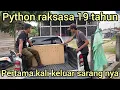 Download Lagu PERTAMA KALI DALAM SEJARAH ULAR PYTHON RAKSASA DARI RIAU DI BAWA KELUAR KANDANG