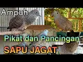 Download Lagu Suara Perkutut SAPU JAGAT ~pikat semua perkutut Lokal