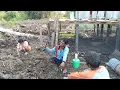 Lagu TANGGUL BAGIAN DEPAN \u0026 KOLAM LELE PAK SUDIWANI HAMPIR RAMPUNG! CERITA PERANTAU DI LAHAN TRANSMIGRASI