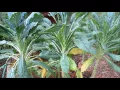 Download Lagu Topping off Kale for Massive Side Growth in the Fall: Sweet Tasty Leaves!