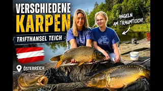 *🎣 Carp Fishing at Trifthansel Pond, Austria | Catching Different Carp Species! 🇦🇹 🎣*