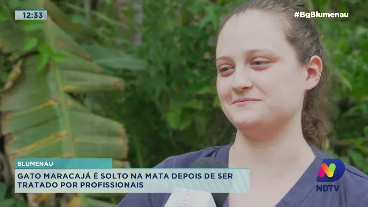 Gato maracajá é solto na mata depois de ser tratado por profissionais em Blumenau