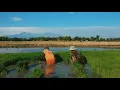 Download Lagu Story WA Aesthetic Sawah 30 Detik