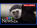 Download Lagu Gibbon dies suddenly at Assiniboine Park Zoo | CTV News Winnipeg at Five for June 24, 2025