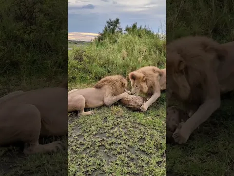 Two Lion Brothers Work Together To Nail Their Hunt 狮子兄弟组队出击 捕猎任务圆满拿下 #animals 【跟着图尔去旅行】