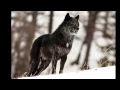 Download Lagu The alarm barking of an alpha male wolf in Yellowstone