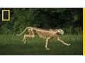 Download Lagu The Science of a Cheetah's Speed | National Geographic
