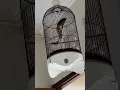 Download Lagu BURUNG CUCAK CUNGKOK GACOR FULL TEMBAKAN NILAI TERTINGGI DI ARENA LOMBA