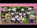 Download Lagu Bearded Iris collection at my garden 2022 part 1