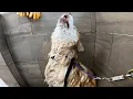 Download Lagu The Most DRAMATIC Groom I've Ever Done - She Wouldn't Stop Screaming 💩😭 | Alaskan Malamute