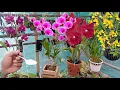 Download Lagu Orchideeën planten en verzorgen voor beginners