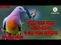 Suara pikat burung punai paling ampuh‼️yg liar udah pasti ngumpul,mp3 suara jernih