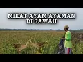 Lagu MIKAT AYAM AYAMAN BURUNG MANDAR SAWAH
