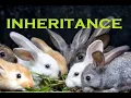 IGCSE Biology Inheritance