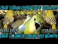 Download Lagu SUARA PIKAT SIRTU YANG SUSAH TURUN PALING AMPUH@Smstachanel