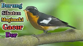 Download Burung Sikatan Mugimaki Gacor Dor#Masteransikatanmugimaki#Sikatanmugimaki#Mugimaki MP3