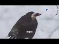 Do Crows Hold Funerals The Fascinating Truth Behind These Gatherings
