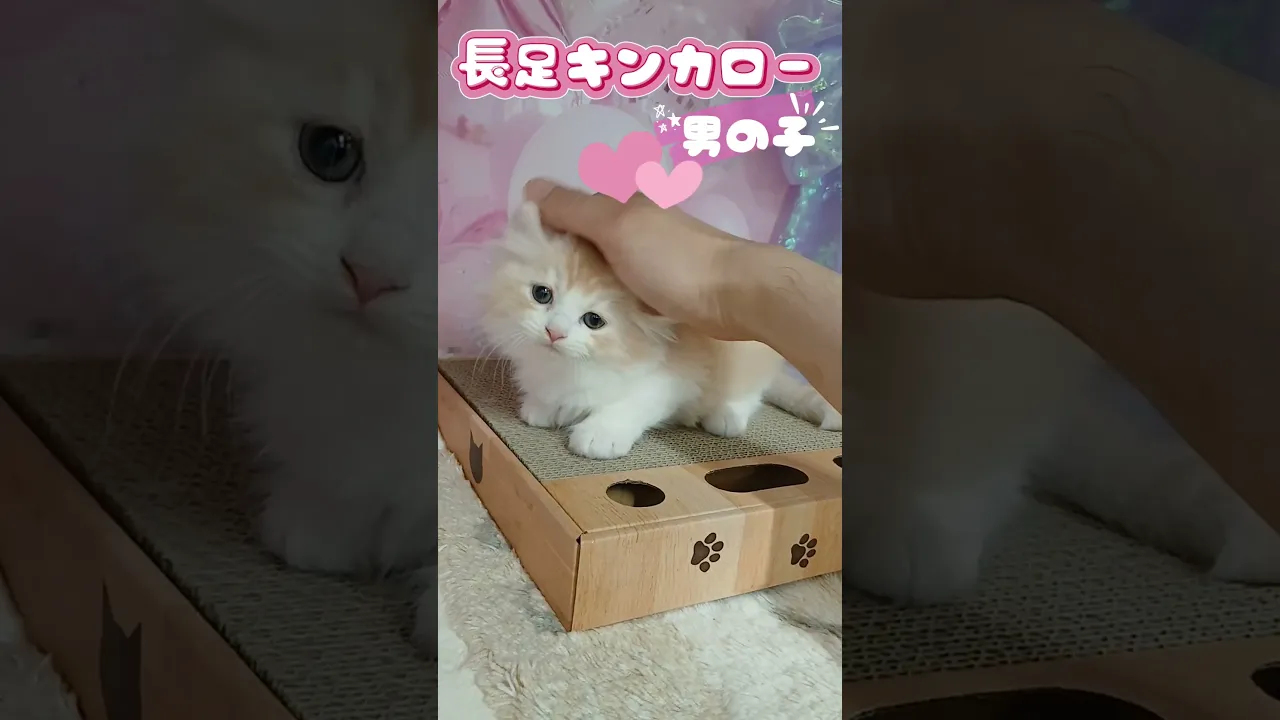 動画