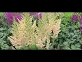 Astilbe Visions series 5 GORGEOUS Selections Feathery Plumes of Summer Perennial Color