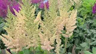 Astilbe Visions series 5 GORGEOUS Selections Feathery Plumes of Summer Perennial Color