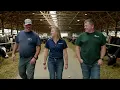 Download Lagu GEA CowScout™ Activity Monitoring System: Improving Heat Detection \u0026 Sort Rates at Coldstream Farms