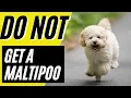 7 Reasons You SHOULD NOT Get a Maltipoo