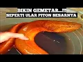Download Lagu SUPER DAHSYAT...!! Detik Detik Munculnya Raja Belut Sawah Kalimantan Membuat Geger  Para Pemancing