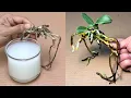 Download Lagu This Magic Water Makes 1 Orchid Root Instantly Revive Very Easily