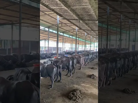 Dairy farm Surat Gujarat #buffelo