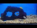 Petco walk through so many beautiful pets Clovis California