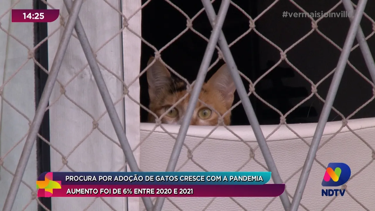 Procura por adoção de gatos cresce com a pandemia: aumento foi de 6% entre 2020 e 2021