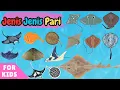 Download Lagu Belajar Mengenal Jenis Jenis Ikan Pari Laut \u0026 Air Tawar | Learn 20 Stingrays for Kids